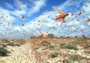 locust real swarm