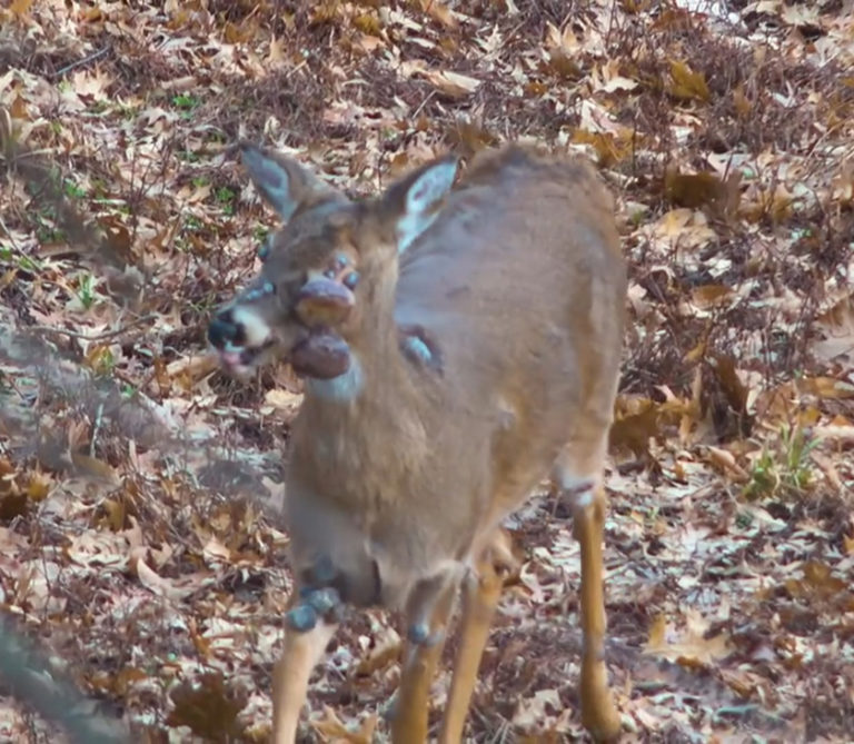 ZOMBIE Animal Disease Spreading—Fear It Will To Humans—It's BIBLICAL