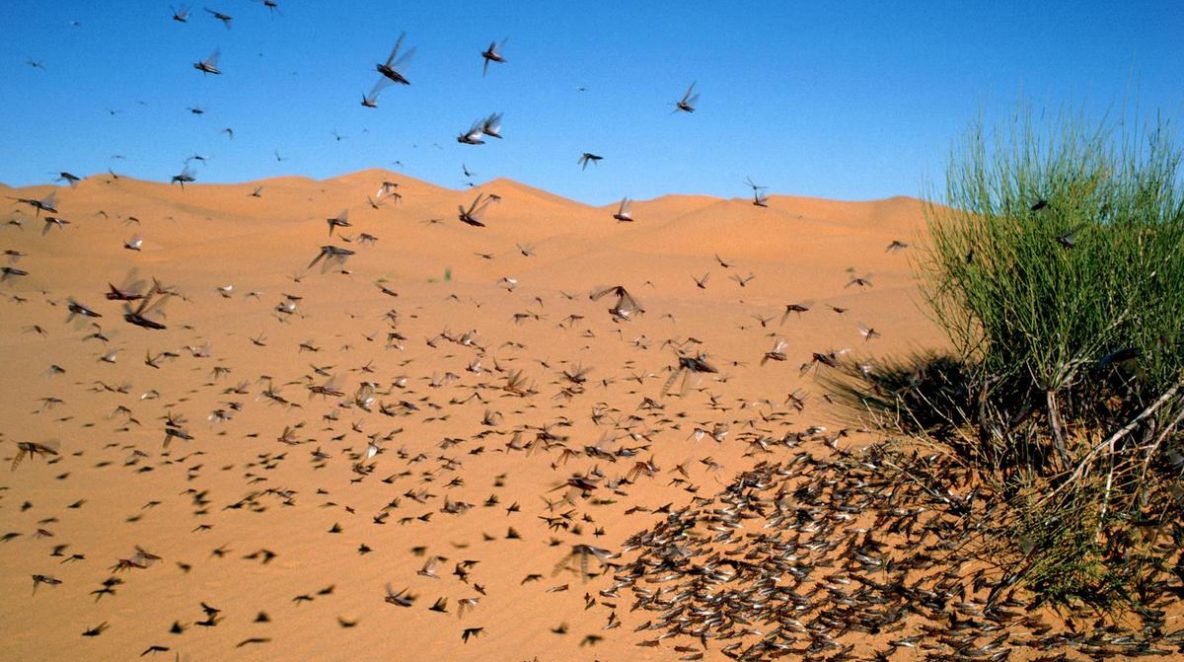 locust swarms getty image Signs Of The Last Days