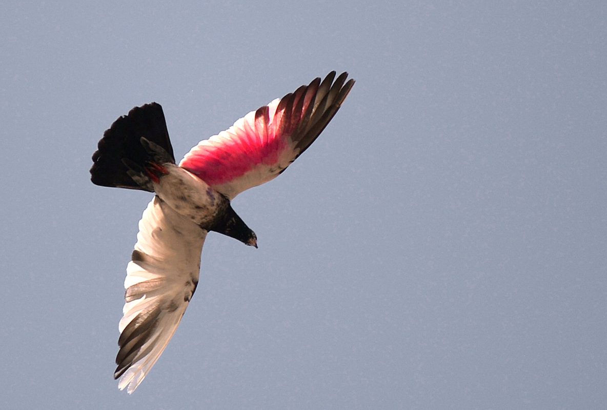 Birds Falling From Sky Bleeding At Eyes & Beaks In Australia Signs Of