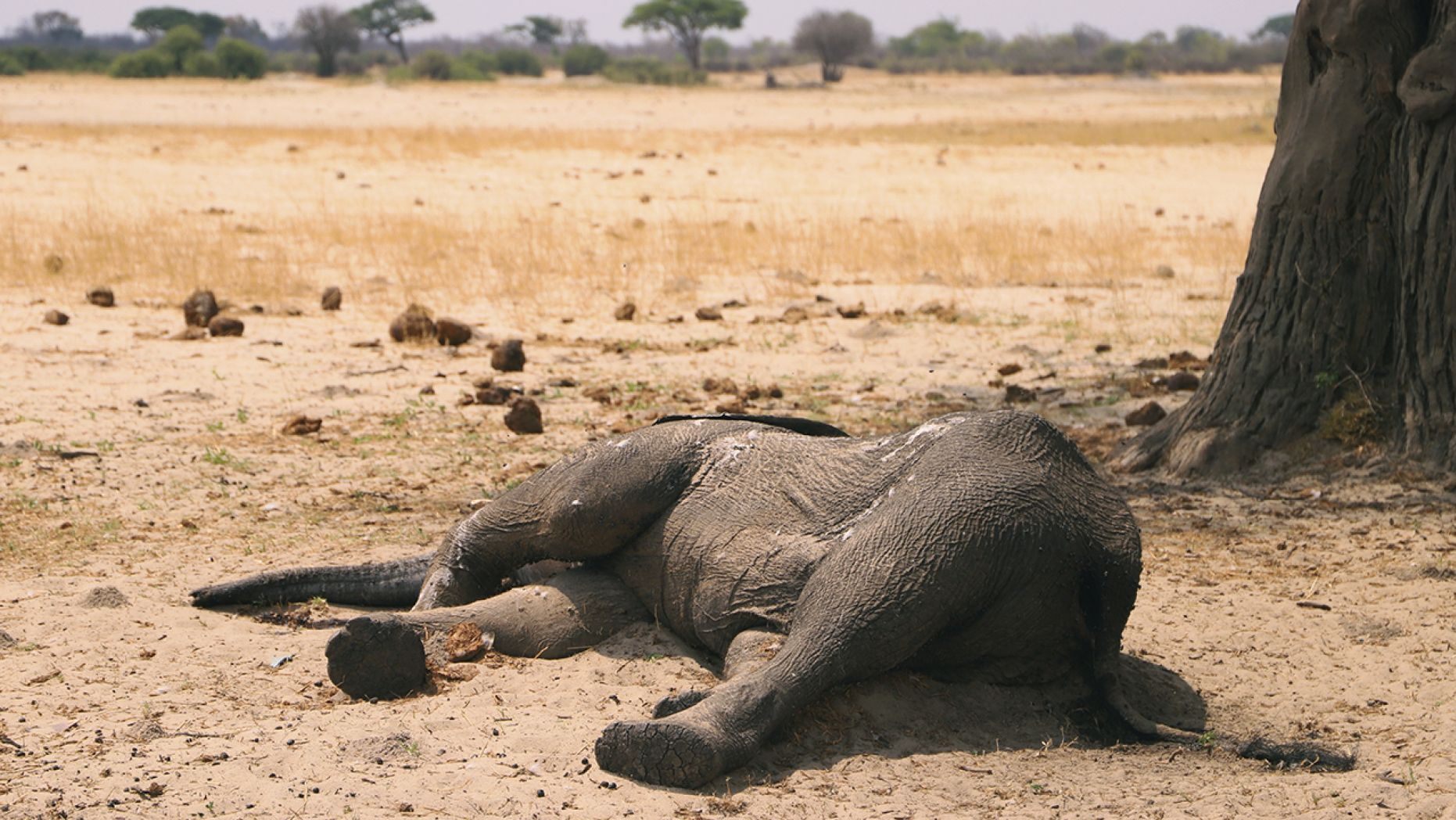 African Elephants Dying By The Hundreds From Drought & Famine - Signs