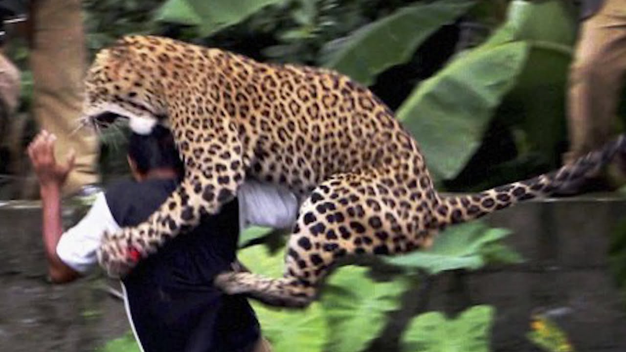 wild animal attacks human - Signs Of The Last Days