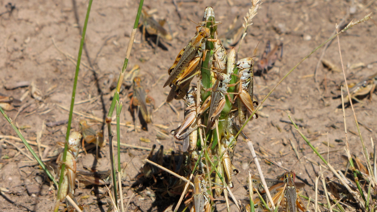 Grasshopper Plague Hits US From Heat/Drought - Could Drive Up Food ...