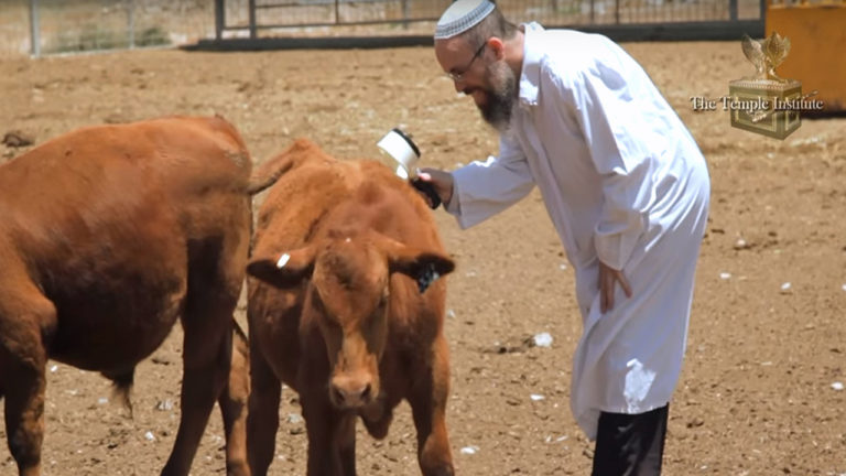 5 Red Heifers In 1 Year On Texas Ranch Brings Israel's Temple Institute ...