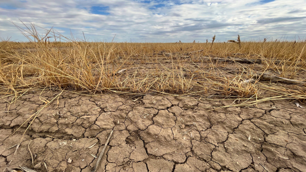 Wheat Crops Are Under Threat Of Failing World-Wide - Signs Of The Last Days